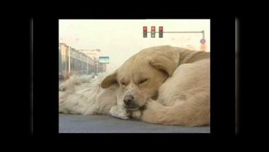 Un perro se niega a abandonar a su compañero atropellado