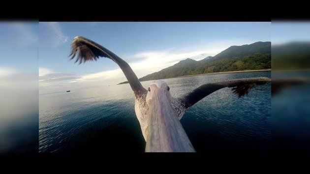 Un pelícano volando grabado por una cámara en su pico