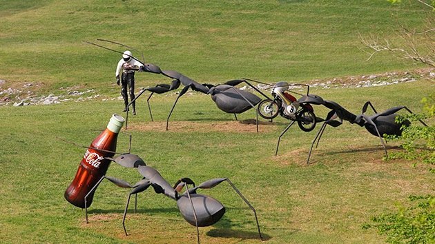 Las hormigas tienen la clave para crear robots de rescate