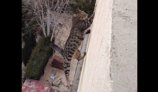 La curiosidad no mató al gato: Un minino se cae de un tercer piso