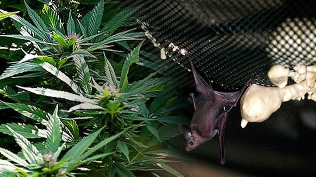 Uruguay apuesta por usar excrementos de murciélago en el cultivo de marihuana