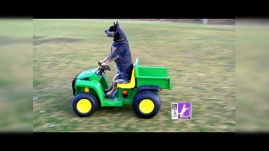 ¿Vio alguna vez a un perro conducir un autito?