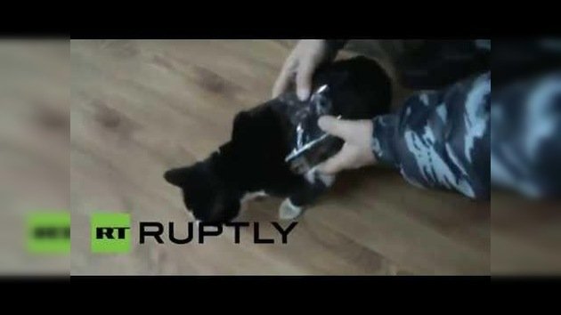 Detienen a un gato 'contrabandista' en una cárcel rusa