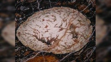 'Huevo roto' cósmico almacenaba un mineral más antiguo que la Tierra