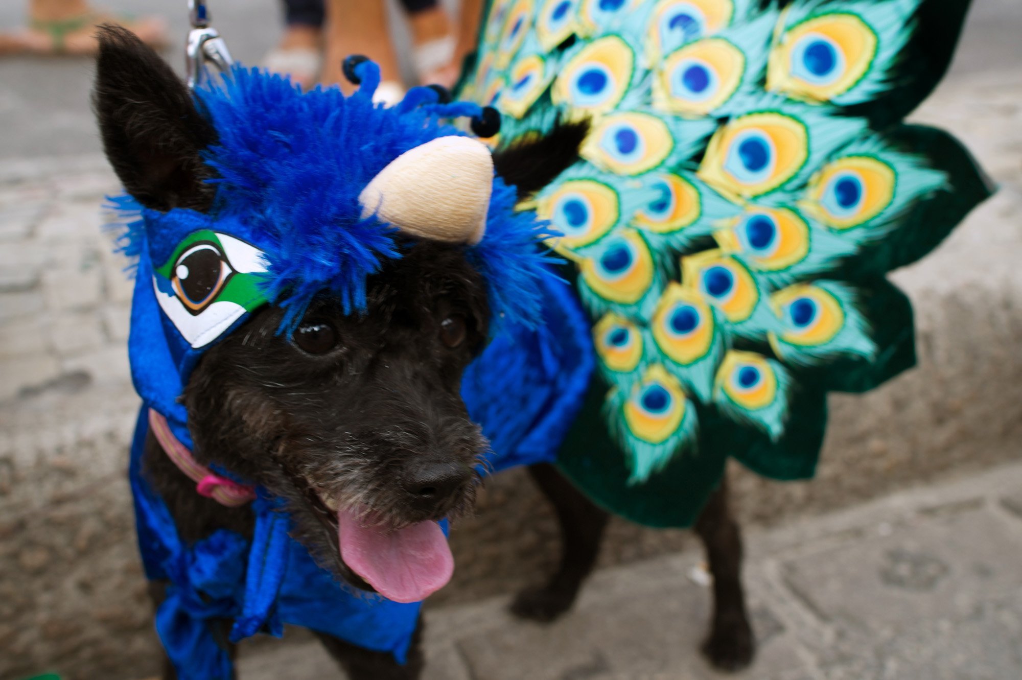 Brasil: Mascotas desfilan con asombrosos disfraces en carnaval