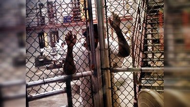 Cárceles privadas de EE. UU.: ¿ley o gran negocio?