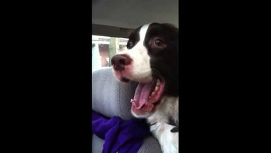 Les presentamos al perro-pavo
