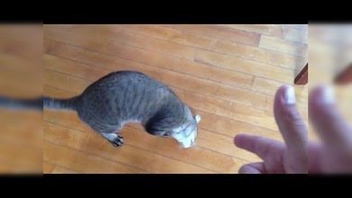 Compilado de gatos actores haciendo el muerto