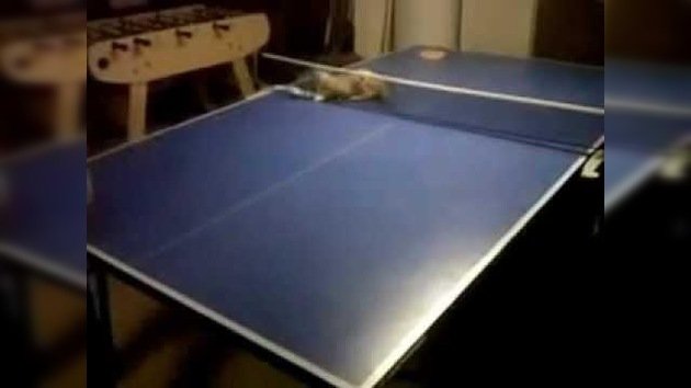 El tenis de mesa más animal: un niño contra su gatito
