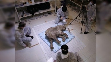 Un cachorro de mamut podría 'renacer' gracias a la clonación