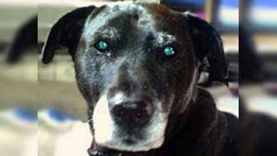 Un perro de EE. UU. es nominado a un premio por salvarle la vida a su dueño