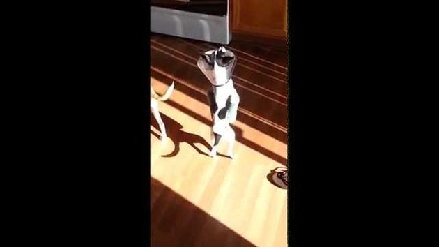 Perrito cojo aprende a cruzar la puerta como un canguro