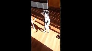 Perrito cojo aprende a cruzar la puerta como un canguro