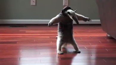 Duelo entre un canguro y un oso hormiguero: ¿cuál ganará?