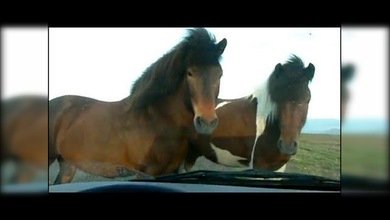 Divertido compilado: Cuando los animales se vuelven ‘locos’