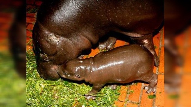Un zoo polaco celebra el nacimiento de un hipopótamo pigmeo