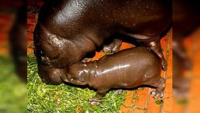 Un zoo polaco celebra el nacimiento de un hipopótamo pigmeo