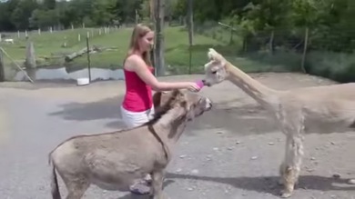 Una burra bastante celosa se pelea con una llama