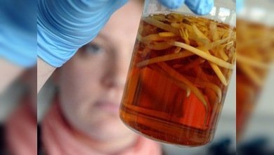 Los agricultores europeos recibirán 300 millones de dólares de indemnización