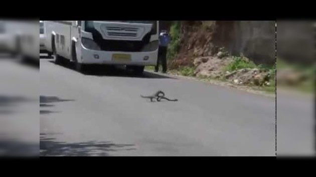 Duelo de titanes: Una mangosta caza a una cobra en una carretera