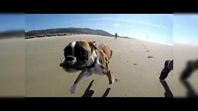 Pura felicidad: Un perro de dos patas ve la playa por primera vez en su vida