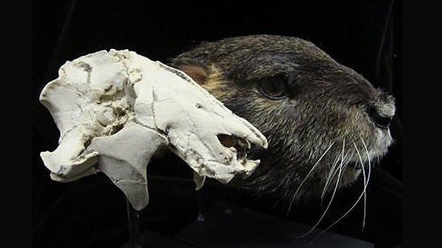 Un raro cráneo revoluciona la idea sobre los mamíferos de la era de los dinosaurios