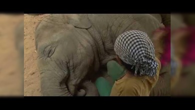 Una canción de cuna ‘fulmina’ a un elefante