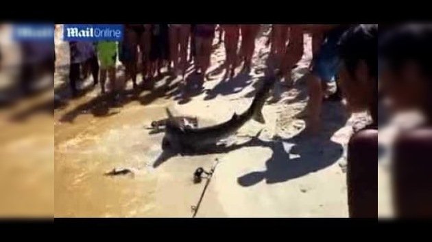 Un pez martillo rompe aguas en la playa