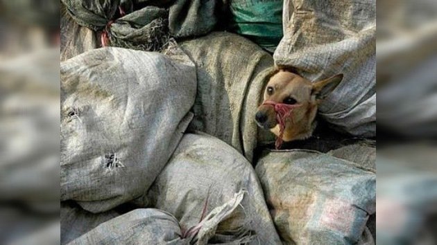 Eurocopa 2012: Ucrania prepara el terreno con un crematorio móvil para perros 