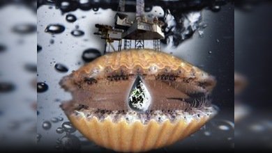 Las vieiras se encargarán de la limpieza de la costa rusa del Pacífico