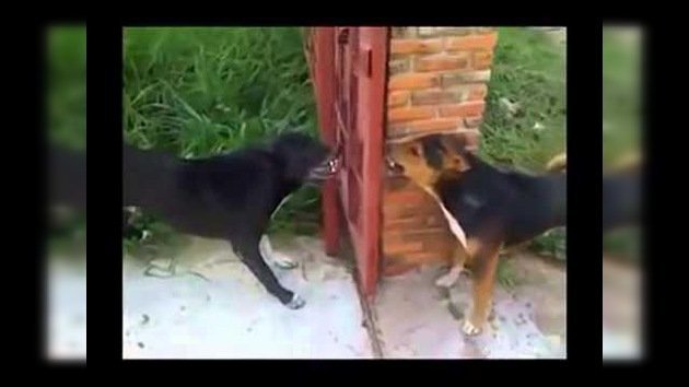 Dos 'feroces' perros se ladran a través de una barrera inexistente