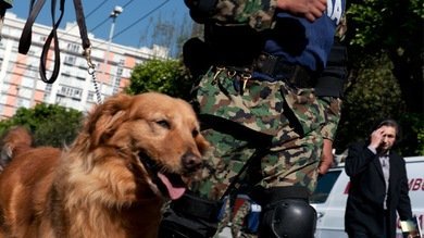 Un perro salva a una niña mexicana de ser secuestrada