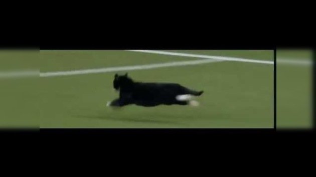 Un gatito deportista invade la cancha en pleno partido de fútbol