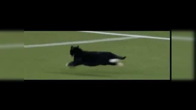 Un gatito deportista invade la cancha en pleno partido de fútbol