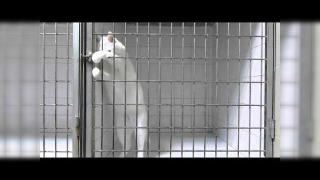 ‘Houdini felino’, el gato que siempre logra salir de su jaula
