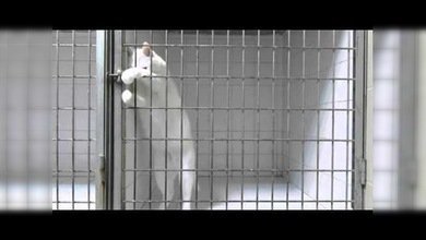 ‘Houdini felino’, el gato que siempre logra salir de su jaula