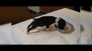 El perrito que se lo come todo ‘volando’