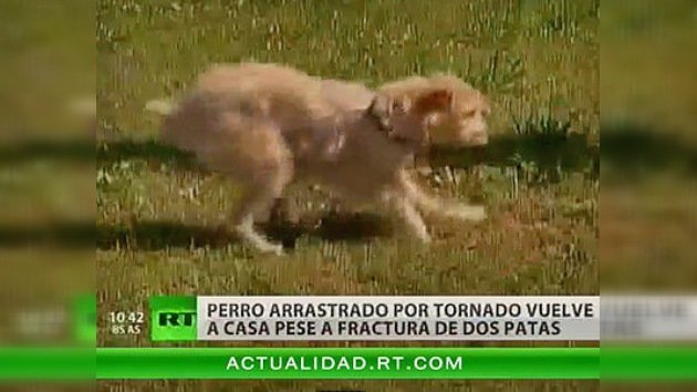 Un perro regresa a casa gravemente herido tras un tornado en EE. UU.