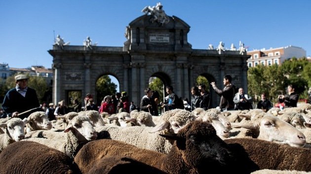 Unas 2.000 ovejas inundan Madrid en la Fiesta de la Trashumancia