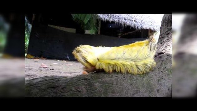 Extraña criatura peluda de la Amazonía