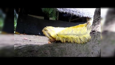 Extraña criatura peluda de la Amazonía