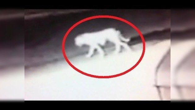 Cámara de seguridad en Los Ángeles captura la imagen de un animal imposible de identificar