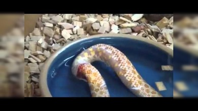 Graban a una serpiente devorándose a sí misma