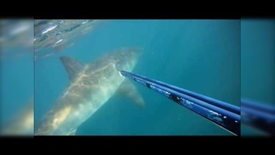 Cara a cara con un gran tiburón blanco