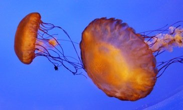 Fotos: Medusas venenosas mortales amenazan a Australia oriental