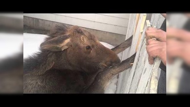 Glorioso rescate de un pequeño alce atrapado en una cerca