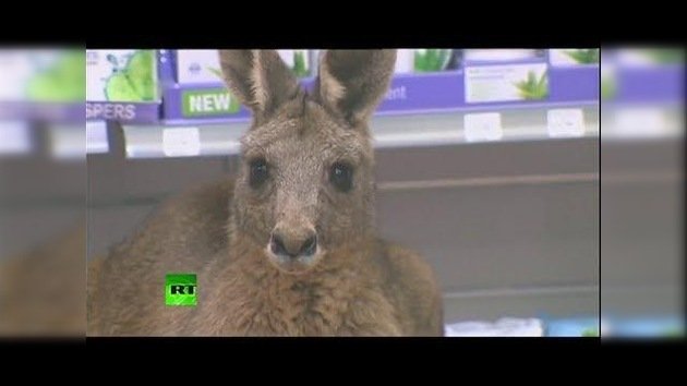 Un canguro herido se 'cuela' en la farmacia de un aeropuerto australiano