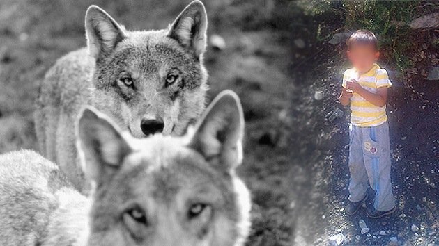 Un niño de tres años perdido en Siberia se salvó de los lobos lanzándoles piedras