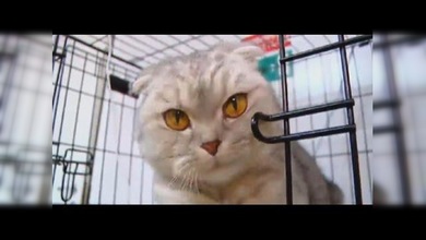 Salvan a un gato tapiado en una escalera de cemento durante dos semanas