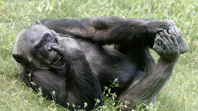 Científicos descifran el lenguaje corporal de los chimpancés